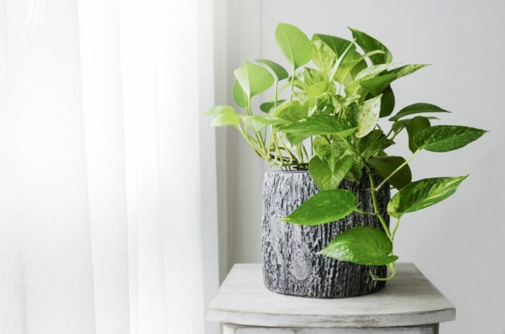 La lumière du soleil et la santé des plantes