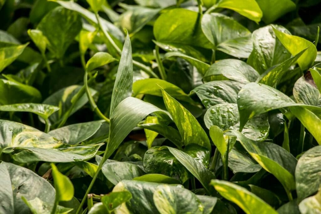 Conditions de lumière typiques dans les habitats indigènes des plantes de Pothos