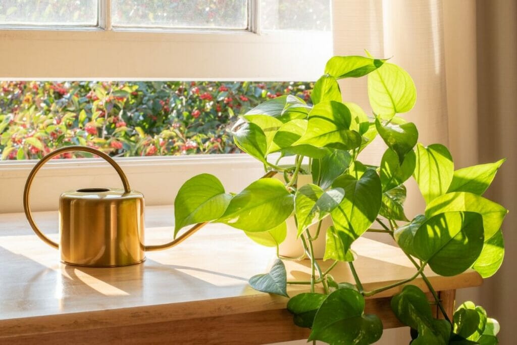 Signes que votre plante Pothos reçoit trop de lumière