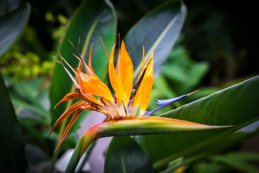 Signes communs d'utilisation d'un mauvais mélange de terre pour les plantes d'oiseaux de paradis
