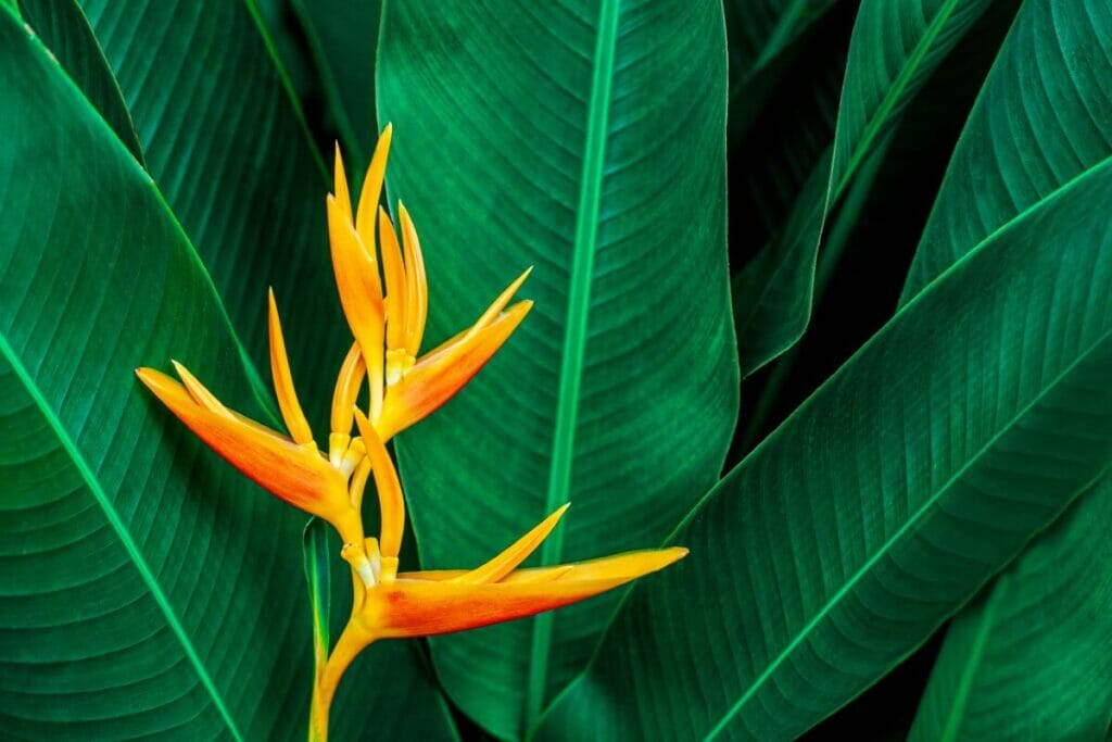 La recette maison du mélange de rempotage pour oiseaux de paradis