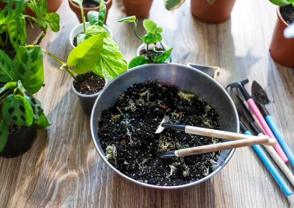 Le meilleur mélange de terre pour le rempotage des calathéas