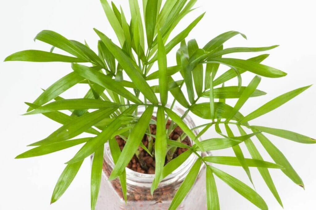 Palmiers de salon et Feng Shui