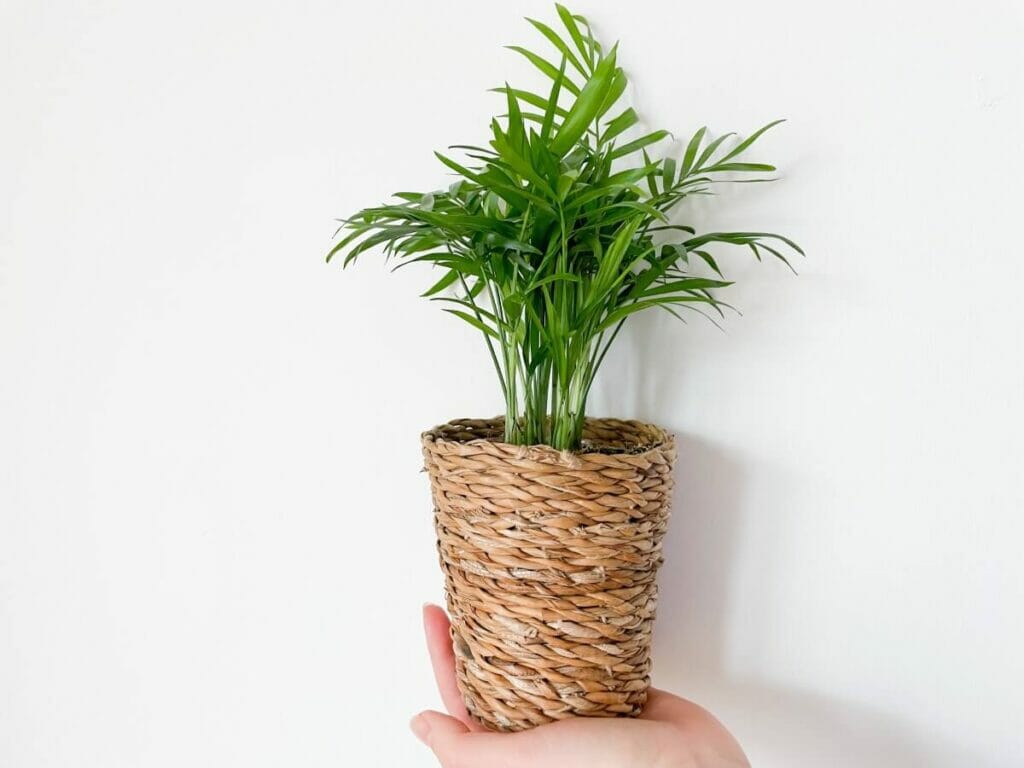 A propos de Parlor Palms