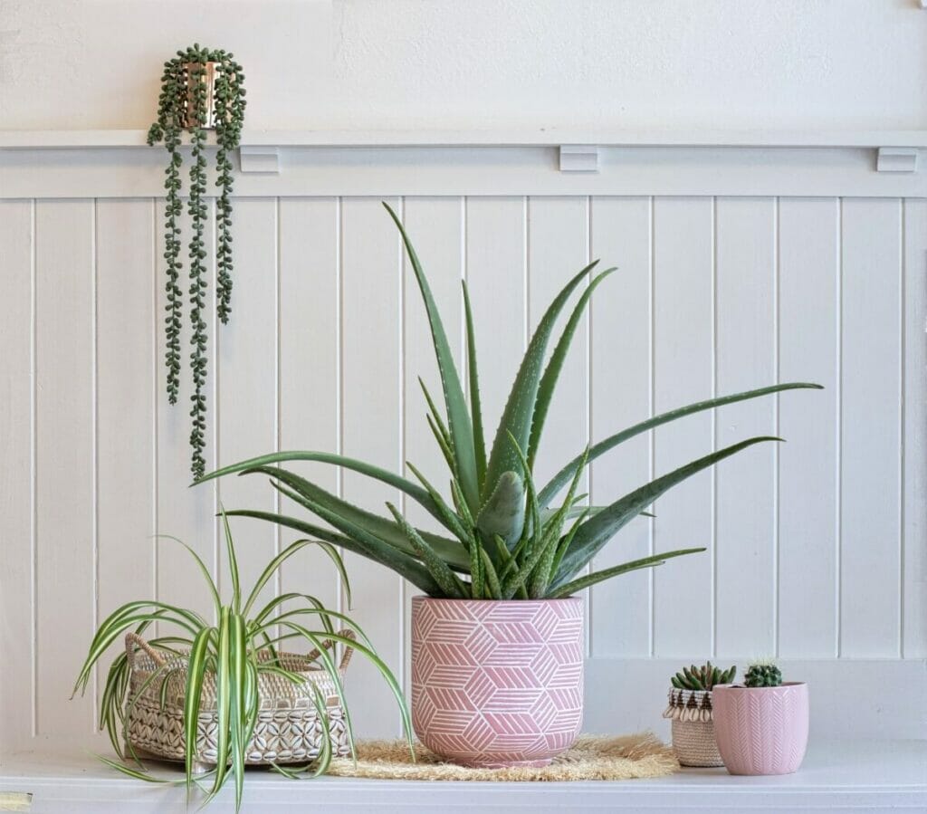 Où placer les plantes d'aloès dans la maison ?