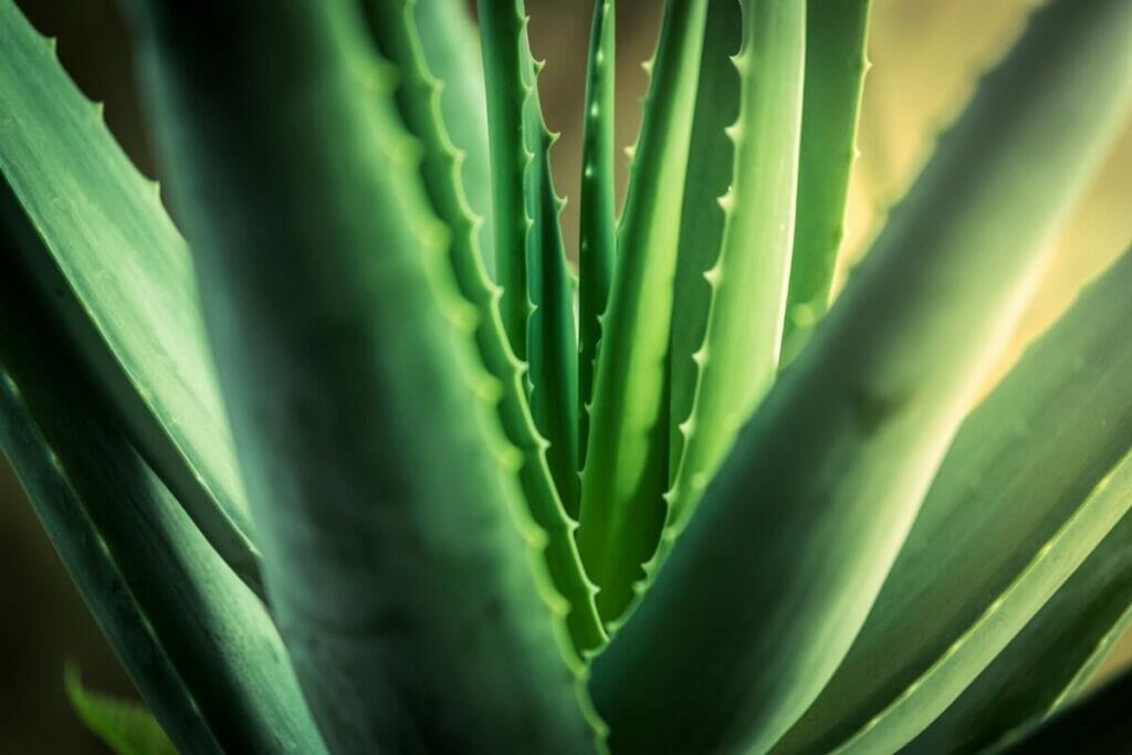A propos des plantes d'aloès