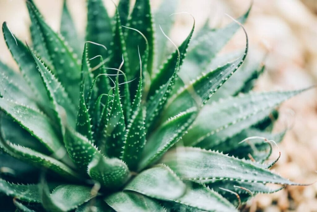 Où placer les plantes d'aloès à l'extérieur
