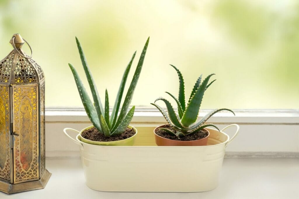 Où ne pas placer les plantes d'aloès dans la maison