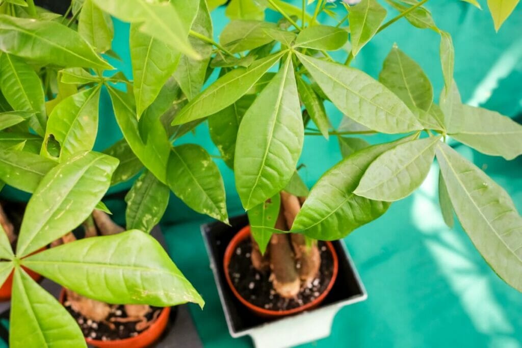 Signes communs de l'utilisation d'un mauvais mélange de terre pour les plantes d'arbre à argent