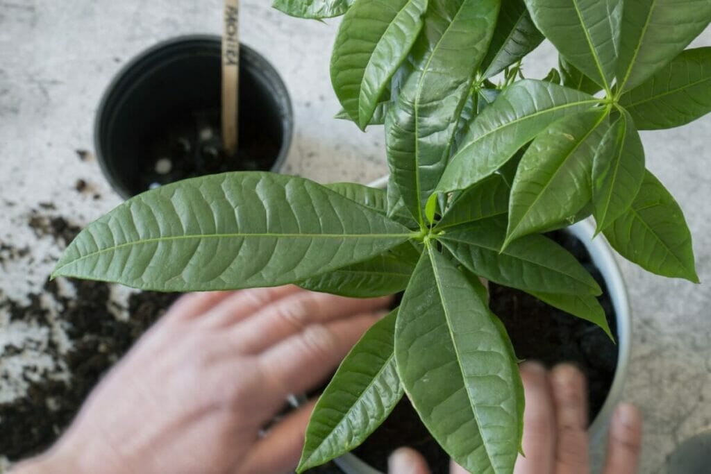 L'ultime mélange de terre pour plantes d'arbre à argent Recette maison