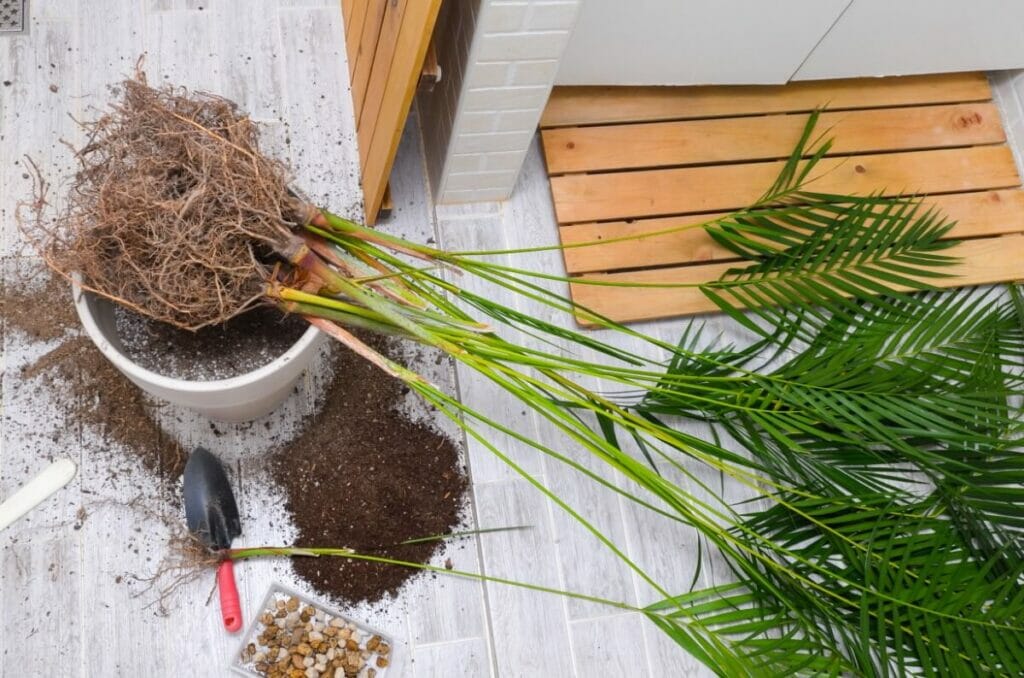 Signes communs d'utilisation d'un mauvais mélange de terre pour les palmiers d'Areca