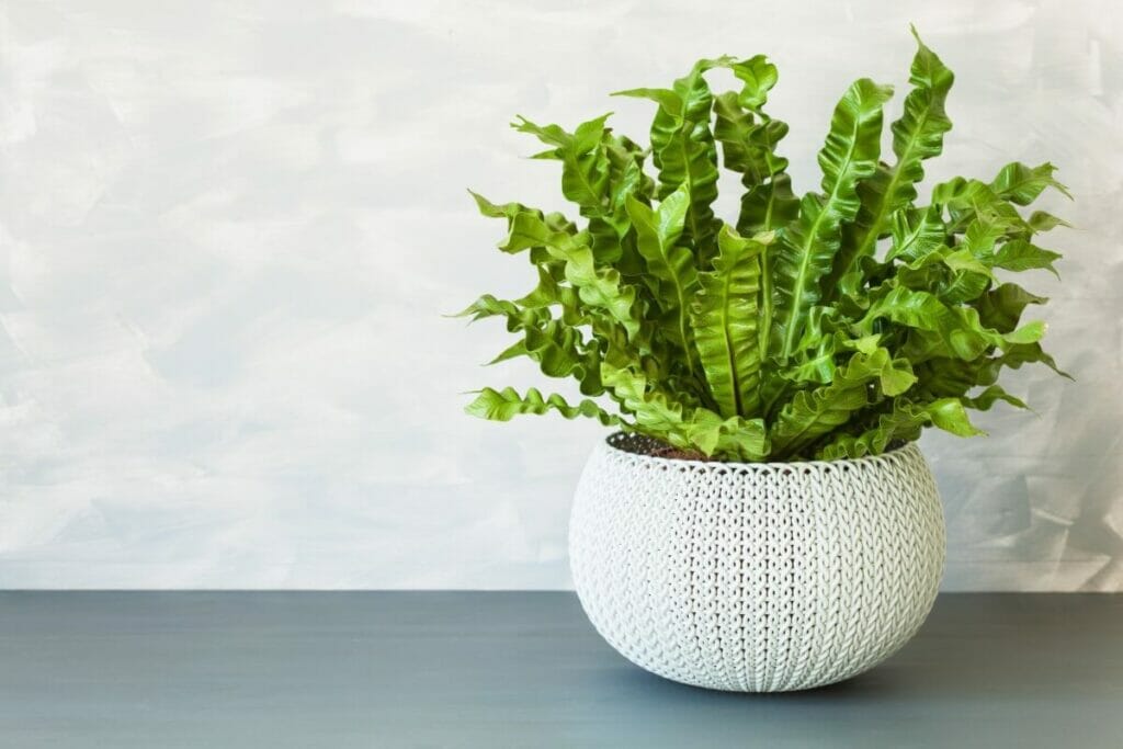 Utilisation en Feng Shui