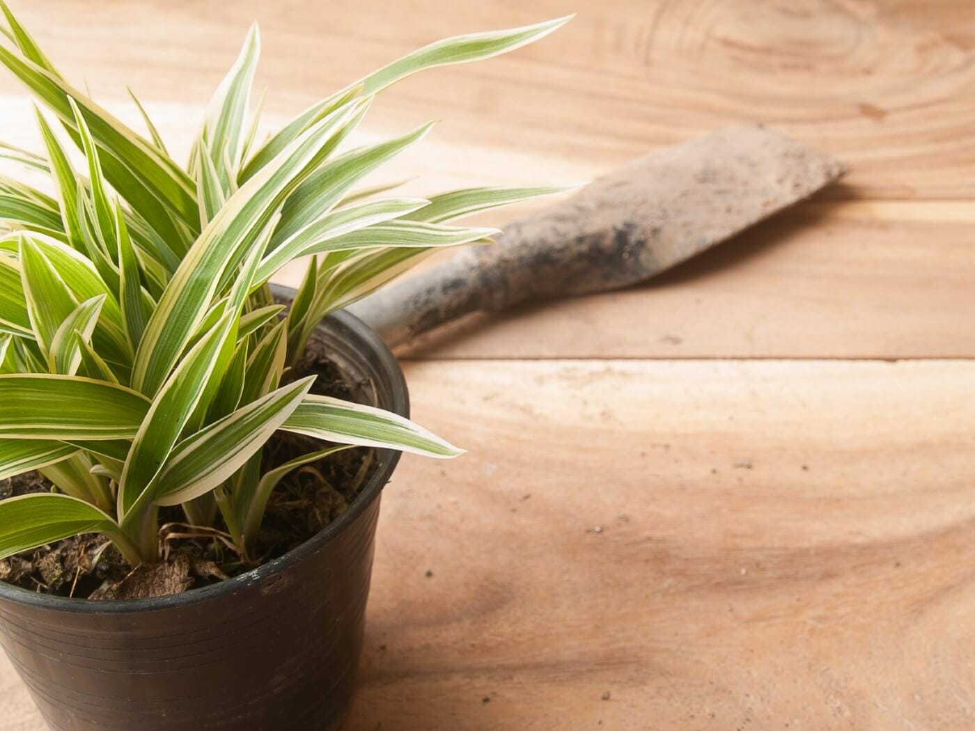 5 ÉTAPES FACILES POUR BOUTURER UN CHLOROPHYTUM