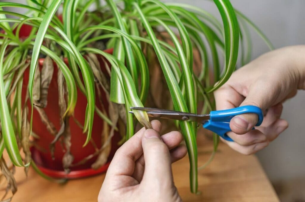 Signes que votre plante araignée a besoin d'engrais