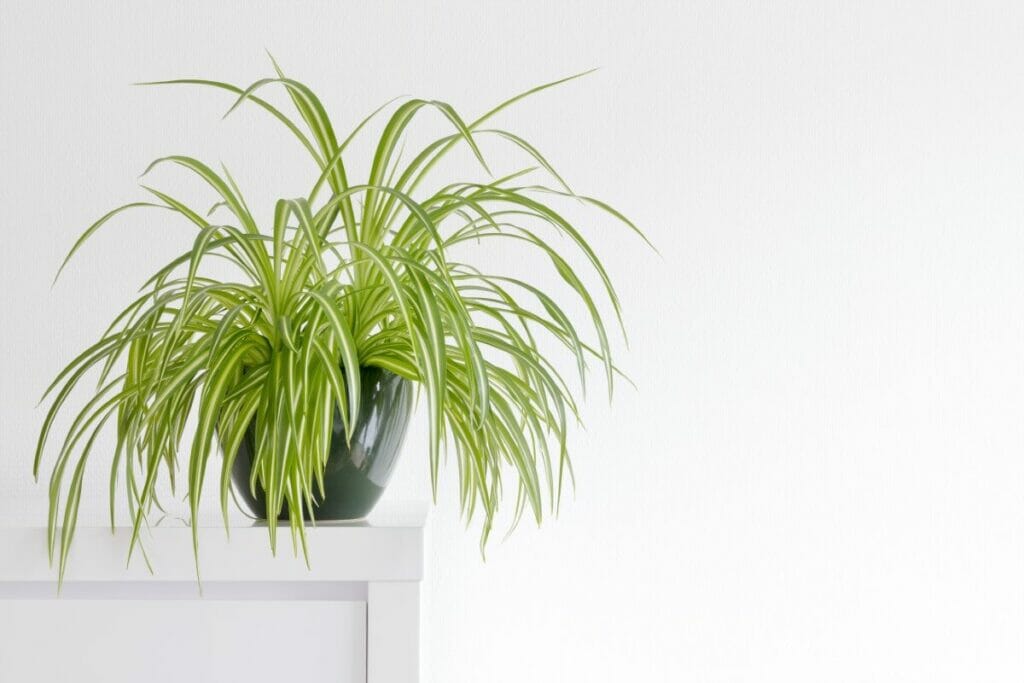 Le rôle de la fertilisation dans la santé des plantes