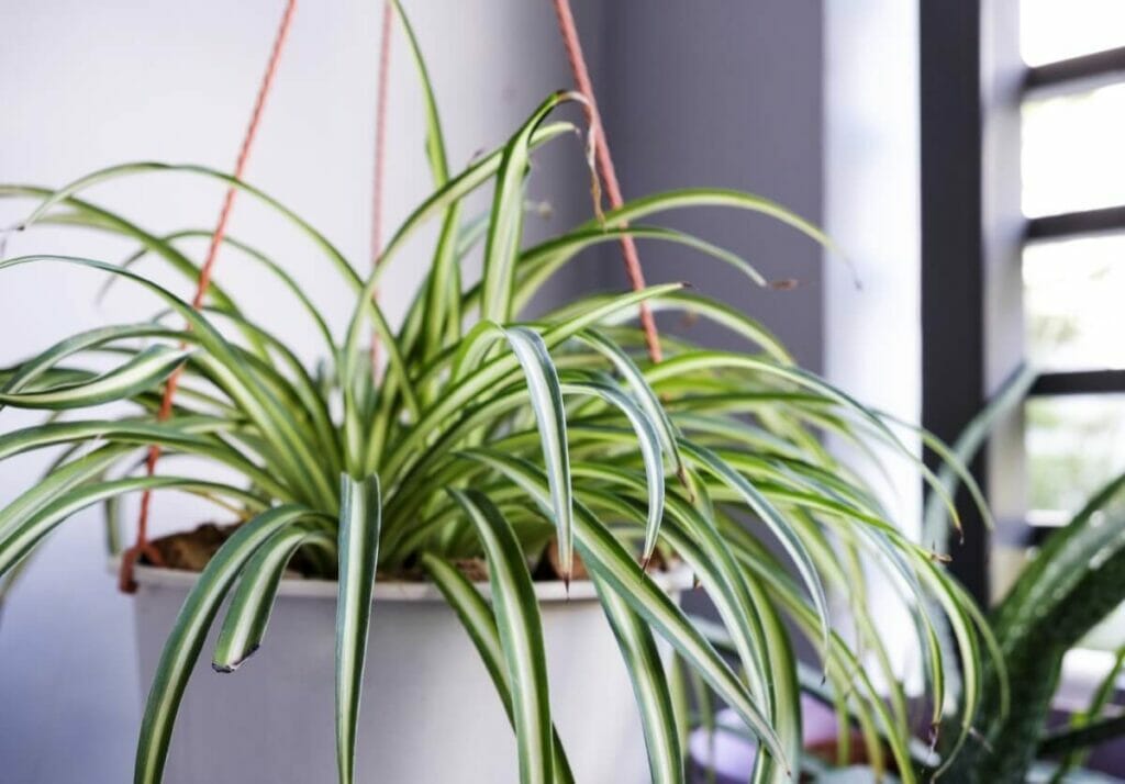 Le meilleur engrais pour les plantes araignées
