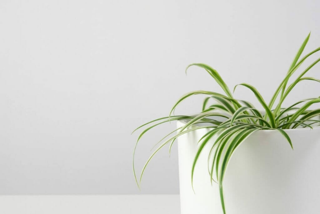Considérations importantes pour la fertilisation des plantes-araignées