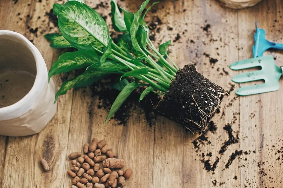 Le rôle du sol dans la santé des plantes
