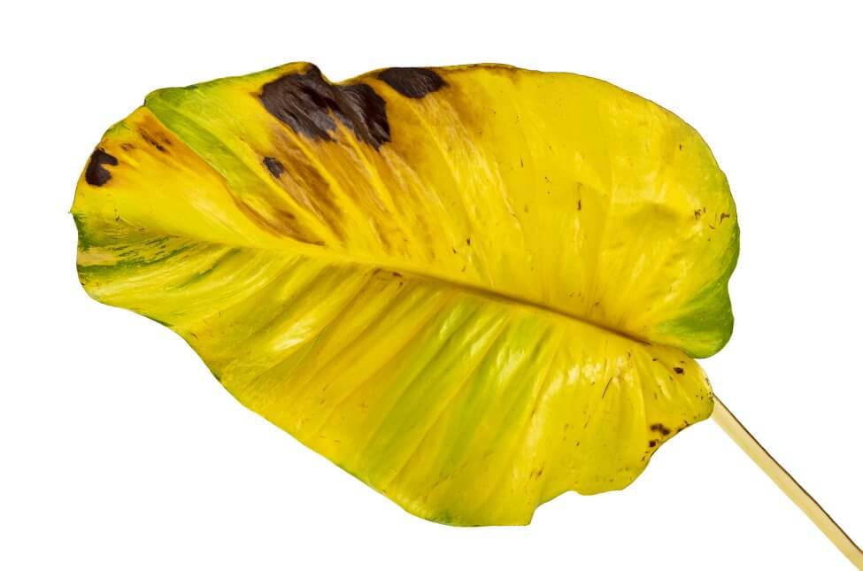 Signes communs d'un mauvais mélange de terre pour les plantes de Pothos