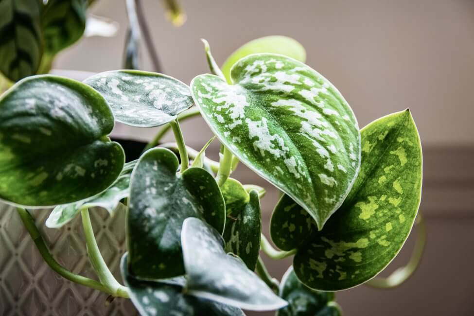 L'importance d'un terreau bien drainant pour les plantes de Pothos