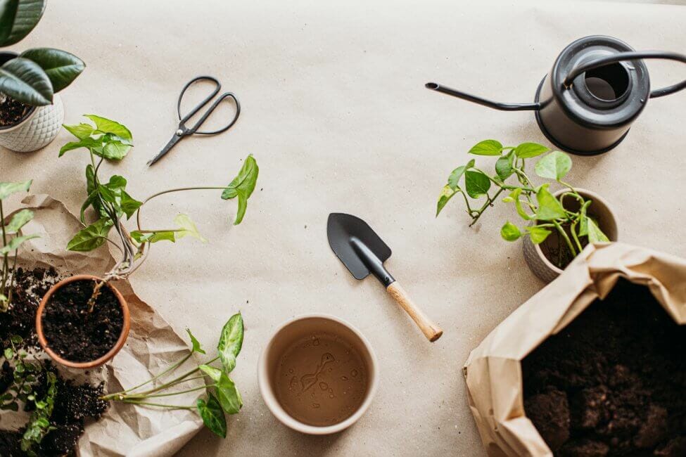 La recette ultime du mélange de rempotage pour plantes Pothos