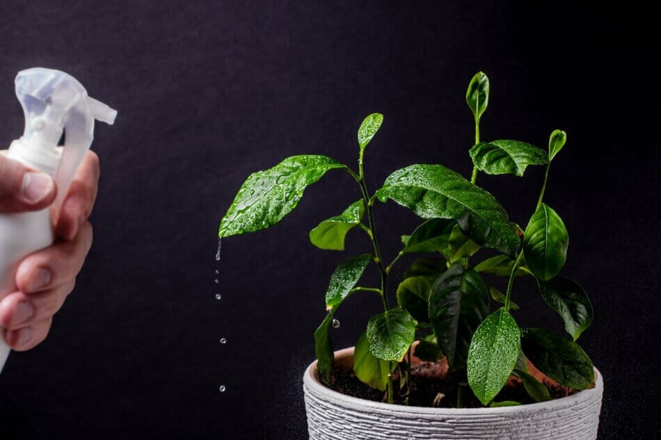 Faut-il humidifier les agrumes d'intérieur ?