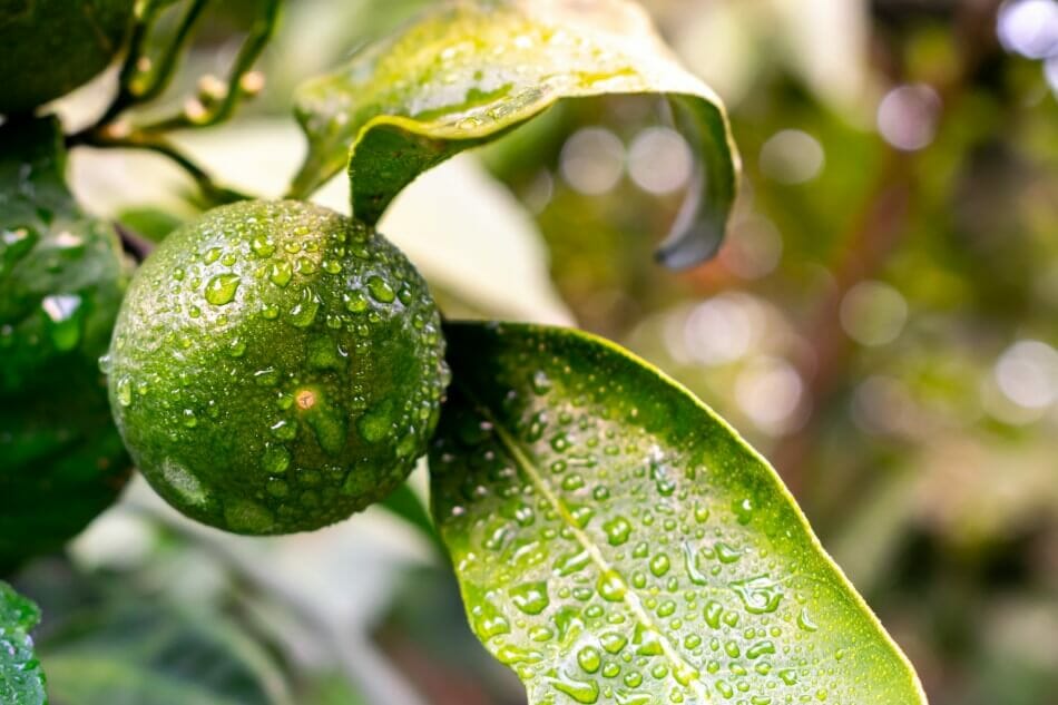 Quand arroser les agrumes d'intérieur