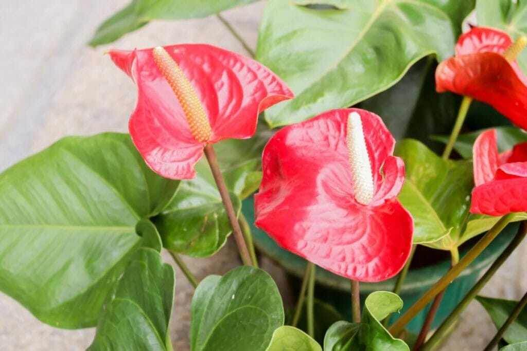 L'ultime mélange de terreau pour anthurium, recette maison