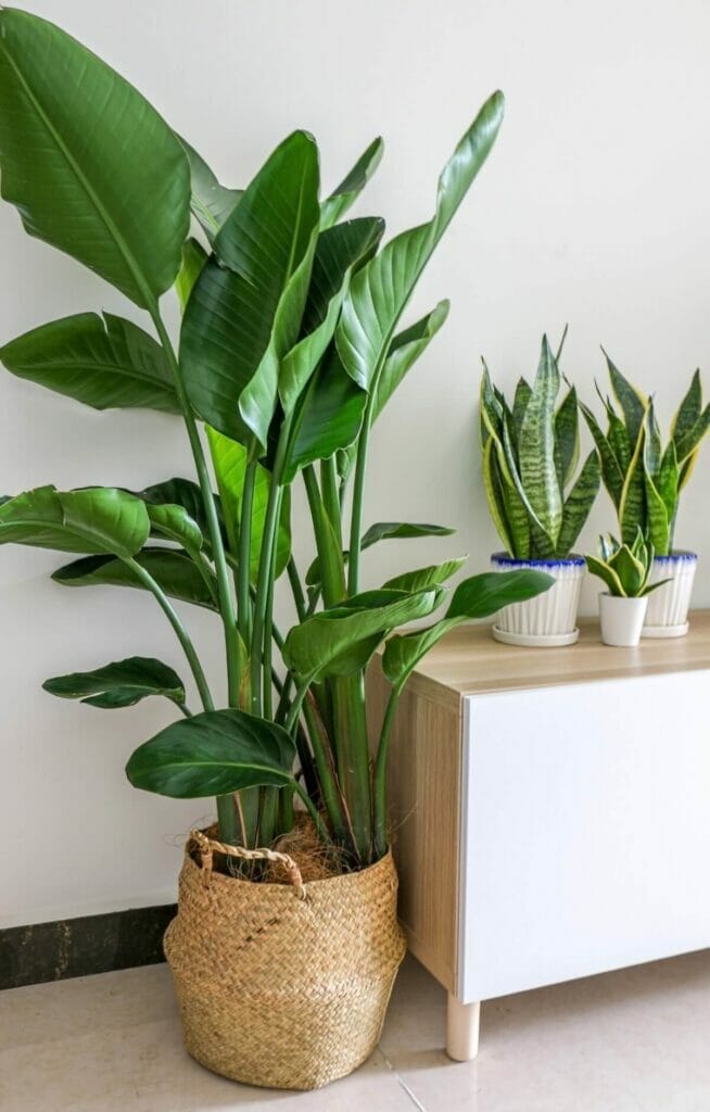Les plantes de l'oiseau de paradis sont des plantes ornementales impressionnantes