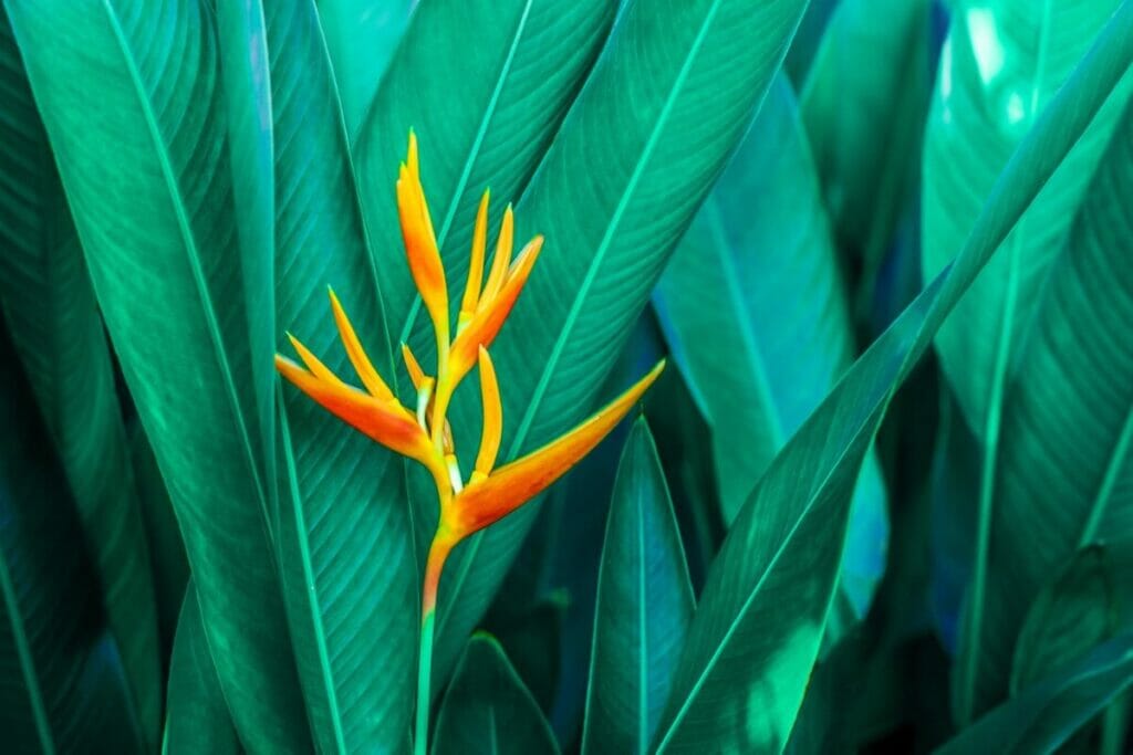 A propos des plantes de l'oiseau de paradis