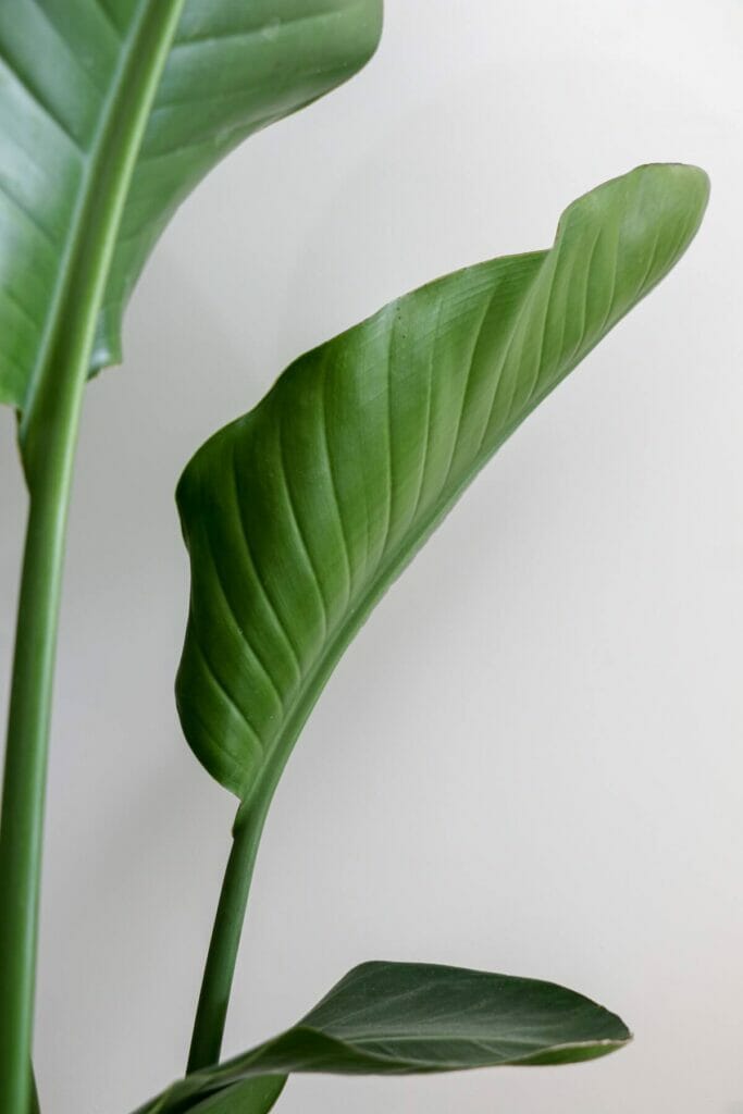 Les plantes de l'oiseau de paradis sont de bonnes plantes Feng Shui