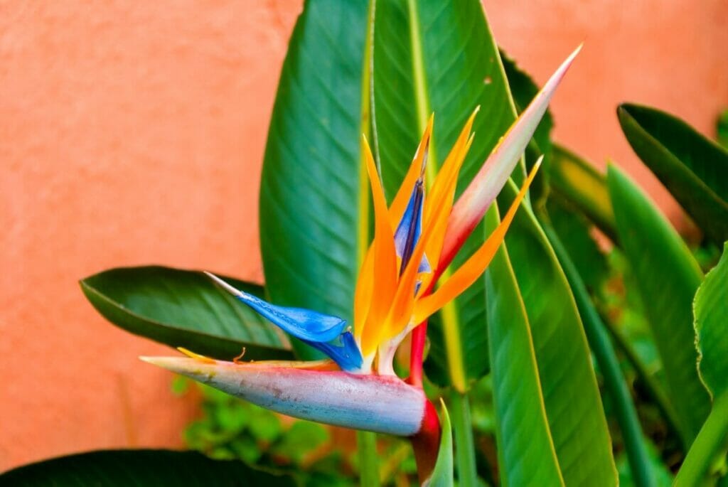 Les plantes de l'oiseau de paradis peuvent aider à réduire l'anxiété et le stress