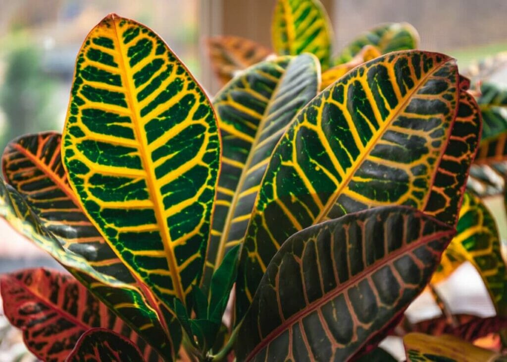 L'importance d'un terreau bien drainant pour les plantes de Croton