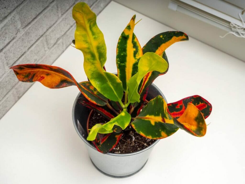 Signes de l'utilisation d'un mauvais mélange de terre pour Crotons