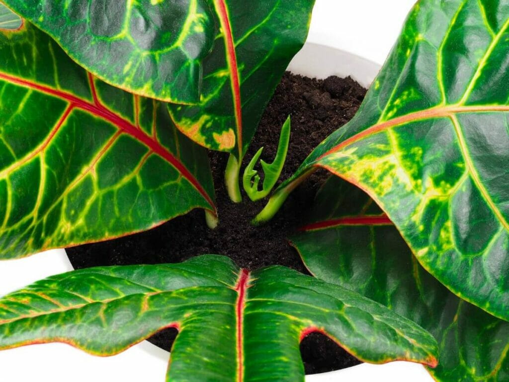 Pourquoi le sol est important pour la santé des plantes