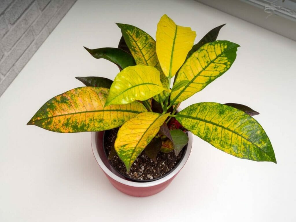 Le meilleur terreau pour rempoter les plantes de Croton