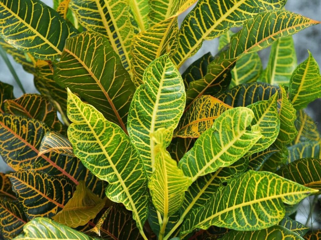 La recette ultime du mélange de rempotage pour plantes de Croton