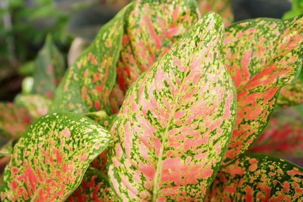 Soins essentiels des plantes à feuilles persistantes chinoises