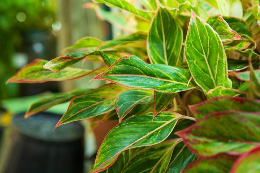 A propos des plantes chinoises à feuilles persistantes