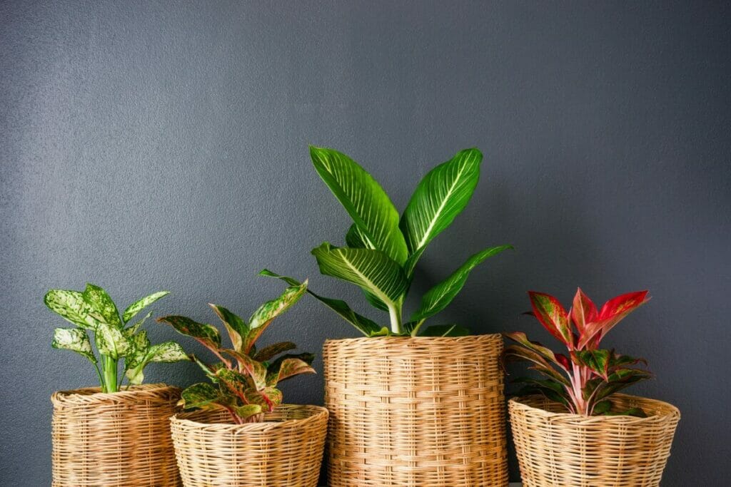L'ultime recette de mélange pour pot d'aglaonéma à la maison