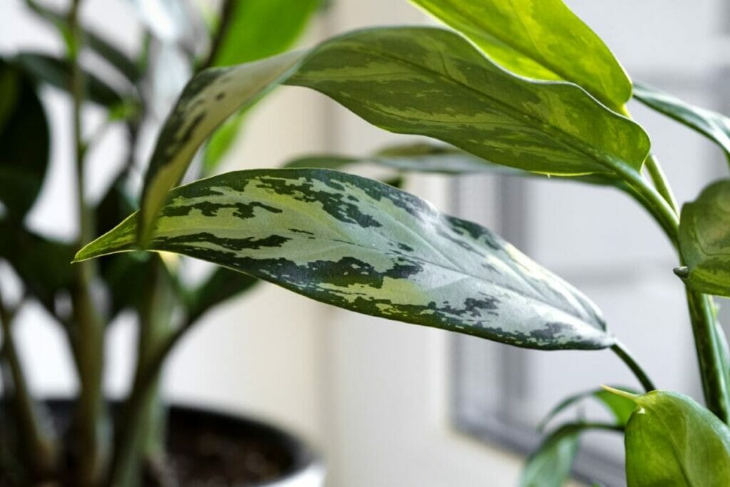 Signes communs d'un mauvais mélange de terre pour les plantes d'aglaonéma