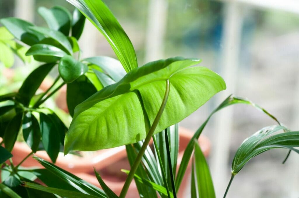 La recette maison du mélange de rempotage pour philodendron à feuilles de cœur