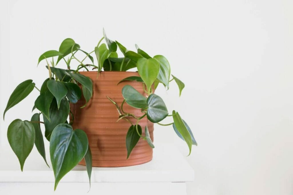 Signes communs d'un mauvais mélange de terre pour le philodendron à feuilles étroites