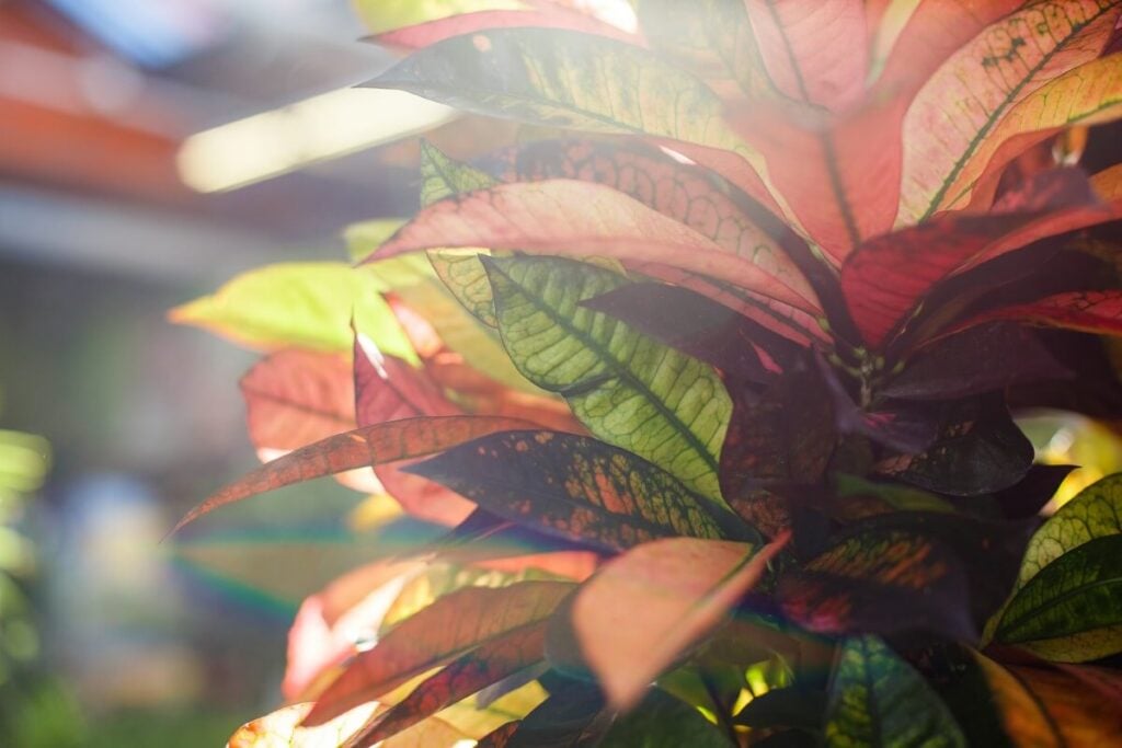 La lumière directe peut provoquer le jaunissement des feuilles de croton.