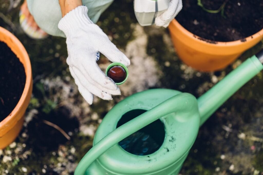 La surfertilisation peut provoquer le jaunissement des feuilles de croton.