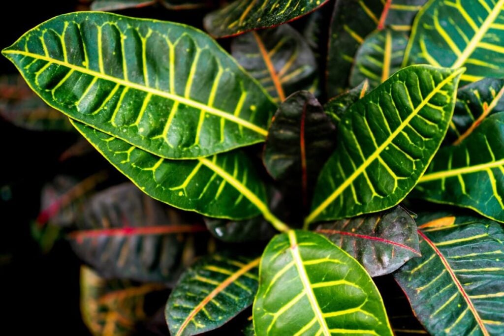 Comment réparer les feuilles jaunes sur une plante de Croton