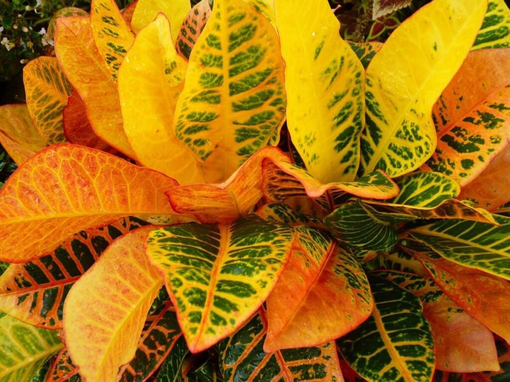 Plant Age