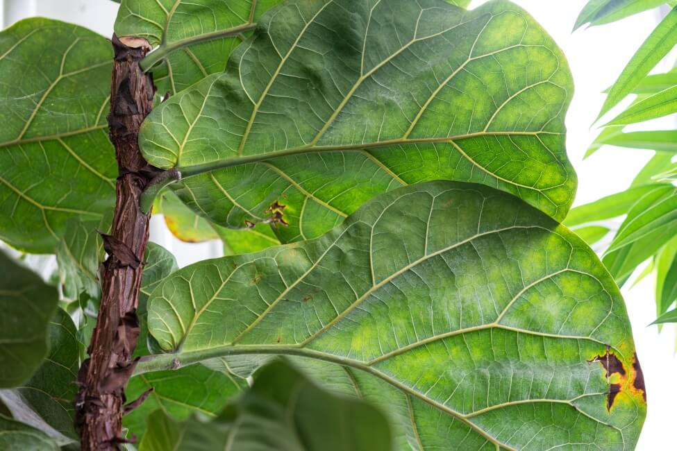 Signes de l'utilisation d'un mauvais mélange de terre pour les figues de barbarie