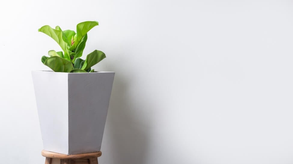 Comment la forme du pot et la taille de la plante influencent le choix du sol