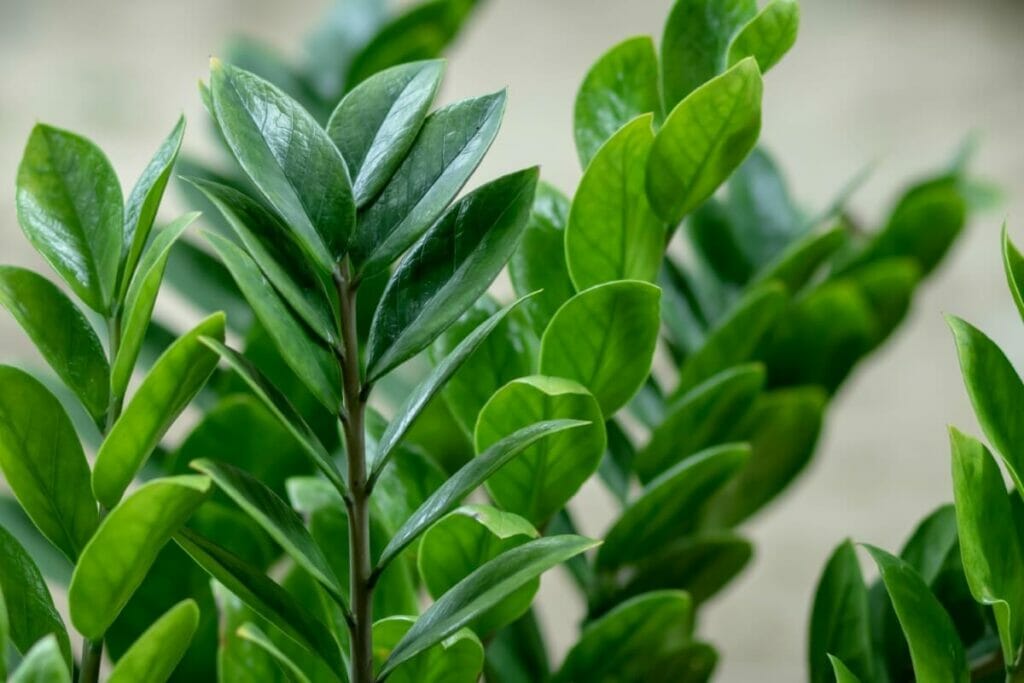 A propos de Zanzibar Gem (ZZ Plants)